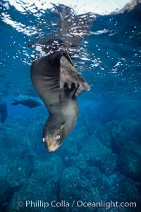 Galapagos fur seal. Darwin Island, Galapagos Islands, Ecuador, Arctocephalus galapagoensis, natural history stock photograph, photo id 01610