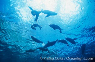 Galapagos fur seals, Arctocephalus galapagoensis, Darwin Island