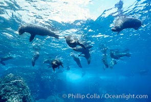 Galapagos fur seals. Darwin Island, Galapagos Islands, Ecuador, Arctocephalus galapagoensis, natural history stock photograph, photo id 01685