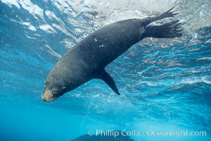 Galapagos fur seal,  Darwin Island. Galapagos Islands, Ecuador, Arctocephalus galapagoensis, natural history stock photograph, photo id 01686