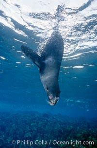 Galapagos fur seal. North Seymour Island, Galapagos Islands, Ecuador, Arctocephalus galapagoensis, natural history stock photograph, photo id 02243