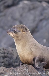 Galapagos fur seal, Arctocephalus galapagoensis, James Island