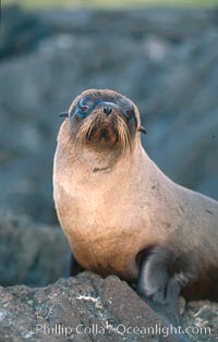 Galapagos fur seal, Arctocephalus galapagoensis, James Island