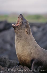 Galapagos fur seal, Arctocephalus galapagoensis, James Island