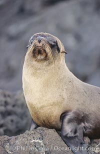Galapagos fur seal, Arctocephalus galapagoensis, James Island