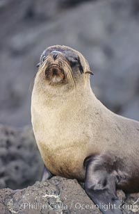 Galapagos fur seal.