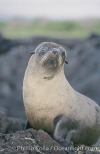 Galapagos fur seal, Arctocephalus galapagoensis, James Island