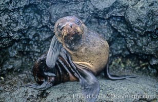 Galapagos fur seal, Arctocephalus galapagoensis, James Island