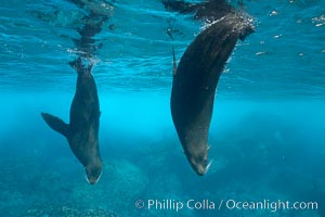 Galapagos fur seals,  Darwin Island.