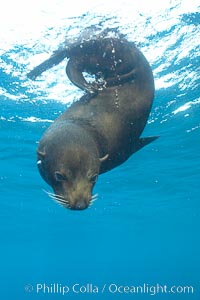 Galapagos fur seal,  Darwin Island, Arctocephalus galapagoensis