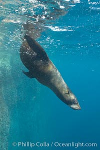 Galapagos fur seal,  Gordon Rocks, Arctocephalus galapagoensis