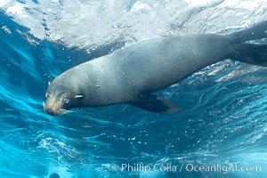 Galapagos fur seal,  Darwin Island, Arctocephalus galapagoensis