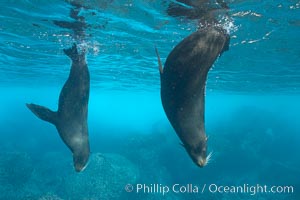 Galapagos fur seals,  Darwin Island.