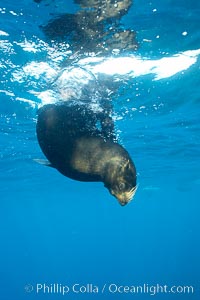 Galapagos fur seal,  Darwin Island, Arctocephalus galapagoensis
