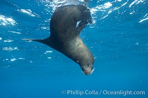 Galapagos fur seal,  Darwin Island.