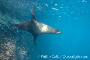 Galapagos fur seal,  Gordon Rocks, Arctocephalus galapagoensis