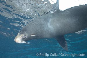 Galapagos fur seal,  Darwin Island, Arctocephalus galapagoensis