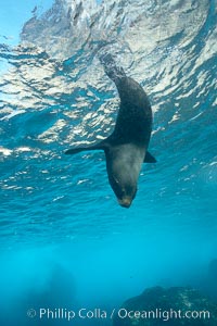 Galapagos fur seal,  Darwin Island, Arctocephalus galapagoensis