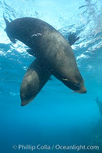 Galapagos fur seals,  Darwin Island, Arctocephalus galapagoensis