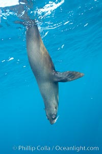 Galapagos fur seal,  Gordon Rocks, Arctocephalus galapagoensis