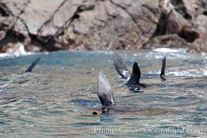 Galapagos fur seals rest, floating head down with flippers raised above the ocean surface, Arctocephalus galapagoensis, Darwin Island