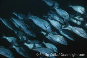 Galapagos grunt, Orthopristis forbesi