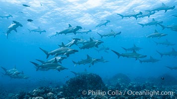 Hammerhead sharks, schooling, Sphyrna lewini, Darwin Island