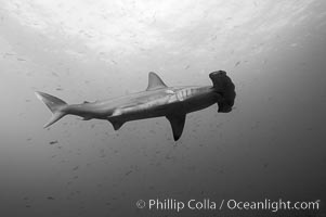 Scalloped hammerhead shark, black and white / grainy. Wolf Island, Galapagos Islands, Ecuador, Sphyrna lewini, natural history stock photograph, photo id 16275