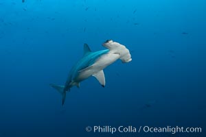 Scalloped hammerhead shark, Sphyrna lewini, Wolf Island