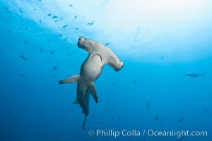 Scalloped hammerhead shark, black and white / grainy, Sphyrna lewini, Wolf Island