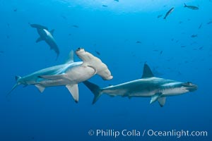 Scalloped hammerhead shark, Sphyrna lewini, Wolf Island