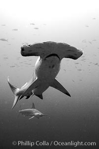 Scalloped hammerhead shark, black and white / grainy.