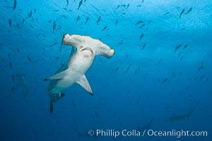 Scalloped hammerhead shark, Sphyrna lewini, Darwin Island