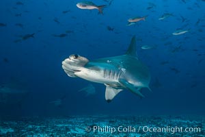 Scalloped hammerhead shark, Sphyrna lewini, Darwin Island