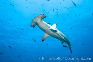 Scalloped hammerhead shark, Sphyrna lewini, Wolf Island