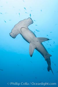 Scalloped hammerhead shark, black and white / grainy, Sphyrna lewini, Wolf Island