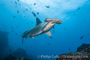 Scalloped hammerhead shark, Sphyrna lewini, Wolf Island