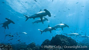 Hammerhead sharks, schooling, black and white / grainy, Sphyrna lewini, Wolf Island