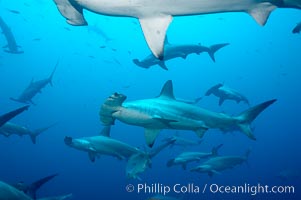 Hammerhead sharks, schooling, Sphyrna lewini, Wolf Island