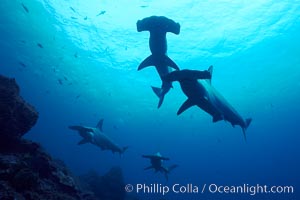 Hammerhead sharks, schooling, Sphyrna lewini, Wolf Island