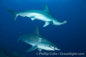 Scalloped hammerhead shark, Sphyrna lewini, Darwin Island