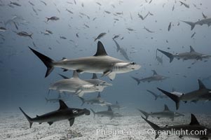 Hammerhead sharks, schooling, black and white / grainy, Sphyrna lewini, Darwin Island