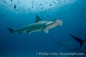 Scalloped hammerhead shark, Sphyrna lewini, Darwin Island