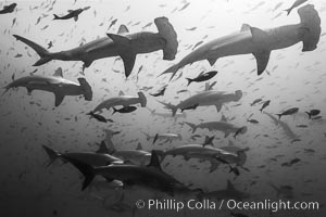 Hammerhead sharks, schooling, black and white / grainy.