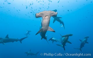 Hammerhead sharks, schooling, Sphyrna lewini, Wolf Island