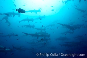 Hammerhead sharks, schooling, Sphyrna lewini, Darwin Island