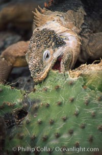 Galapagos land iguana, Conolophus subcristatus, South Plaza Island