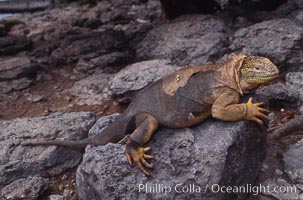 Galapagos land iguana, Conolophus subcristatus, South Plaza Island