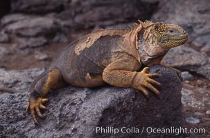 Galapagos land iguana, Conolophus subcristatus, South Plaza Island