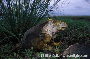 Galapagos land iguana.